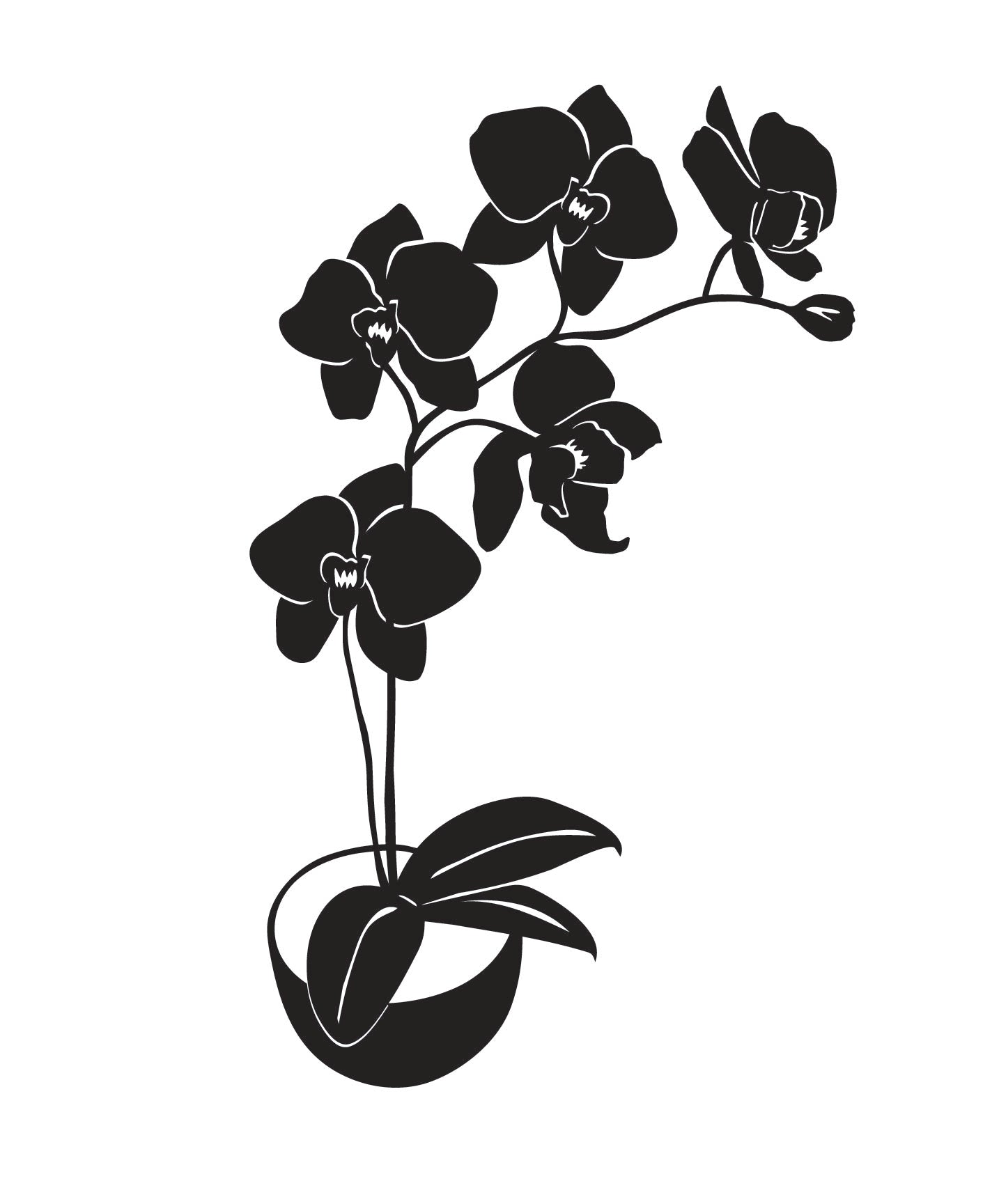 Orchids in Bloom