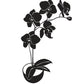 Orchids in Bloom